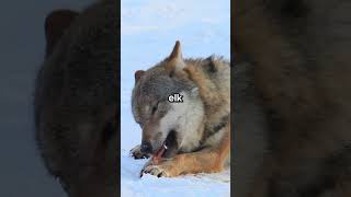 Pack hunters: Wolf #shorts #animal #animals #animalfacts #animalshorts  #nature #wildlife #fact