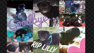 Goodbye... Lilly 😥😭😪