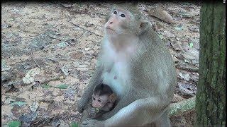 Baby Monkey Is not allowed to go Far away from mother and father followed