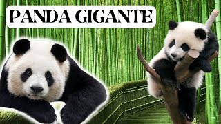 Encante-se com a Fofura dos Pandas Gigantes: Curiosidades, Habilidades e Segredos Revelados