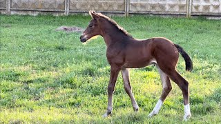 filly by Zackerey - Franziskus 15 *2023 Oldenburg, not for sale