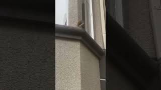 ANIMAL 🦒 GONE WILD 😜 IN CALIFORNIA #squirrel  #family #love #keywords #relatable #squirrelrescue