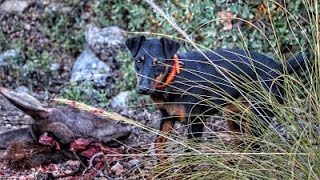 Rastreo Xena Jagd Terrier 9 meses (El Provencio)