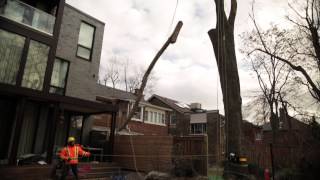 Backyard Tree Removal in the City | Cohen & Master