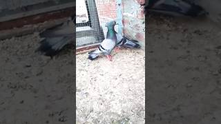 madrasi kabutar joda #shorts #viral #pigeon #nafeespigeon