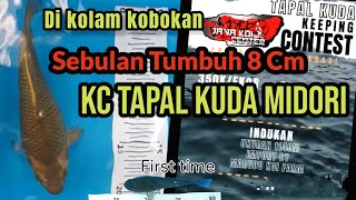 30 HARI TUMBUH 8 CM DI KOLAM KOBOKAN; Update KOI MIDORI KC TAPAL KUDA  JAVA KOI CENTER 2022