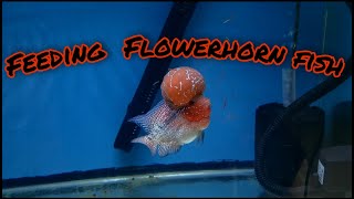 It's Meal Time - Feeding Frozen Blood Worms