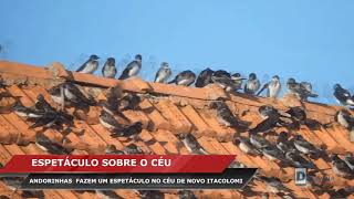 ANDORINHAS DÃO UM SHOW SOBRE O CÉU DE NOVO ITACOLOMI