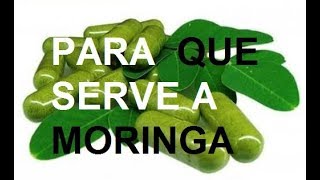 PARA QUE SERVE A MORINGA OLEIFERA - BENEFICIOS