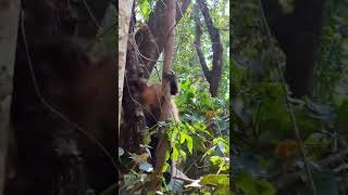 Macaco prego na Mata (parte 1)