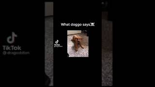 what did doggo say☠(funny things on tiktok)