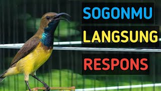 SOGON lain langsung respons, pancingan SOGON bahan biar bunyi gacor langsung respon