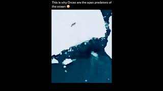 Orcas | Apex Predators of ocean