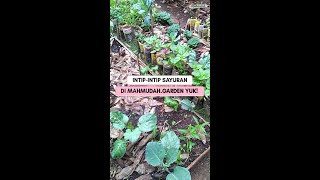 Update Sayuran Di Mahmudah.garden🍀