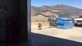 Funny Shop Dog Goes Crazy Spinning In Circles