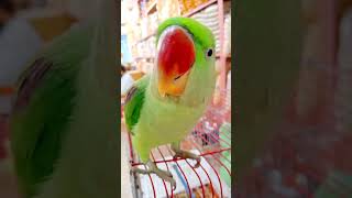 Talking Parrot | Alexanderin Parrot | #talkingparakeet  #alexenderparrot