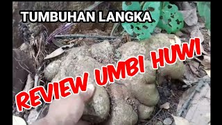 REVIEW UMBI HUWI