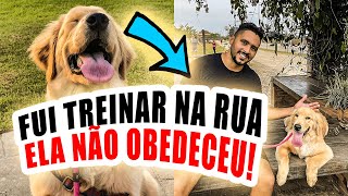 Meu cachorro não me OBEDECE! Faça ele fazer isso quando teimar.