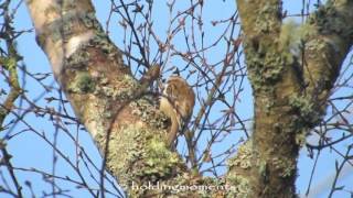 Treecreeper 18th March 2016