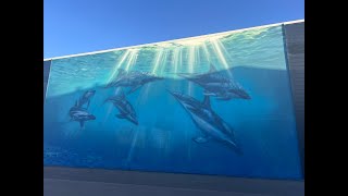 Day 13 - Kaikoura - Swimming with Dolphins - 4K