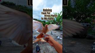 Raising Food Pot Brings Pigeon to My Hand #pigeon #food #shorts