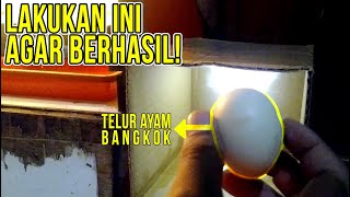 Cara Mudah Candling Untuk Keberhasilan Penetasan