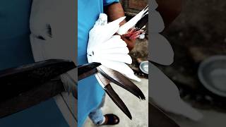 how to cut pigeon wings ✂️🪽 #shorts #viral #kabootar #nafeespigeon