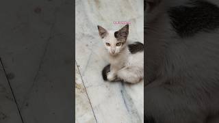 Ei besi takas na biye diye debo #love #youtubeshorts #trending #shorts #short #cat #pets #pussycat