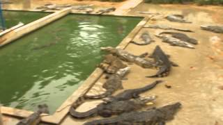 #cambodia #crocodiles ...#innocent #animals .....#pitty ...