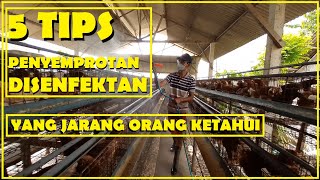 5 TIPS PROSES PENYEMPROTAN DISENFEKTAN DI KANDANG AYAM, YANG JARANG ORANG KETAHUI !!!..