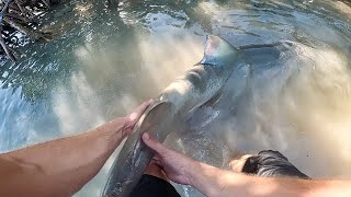 Wrestling 6ft Lemon Shark in the Florida Keys Mangroves!