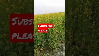 Nature beauty ।। सरसों का फूल।।#शॉर्ट्सवीडियो #shorts ।#youtubeshorts