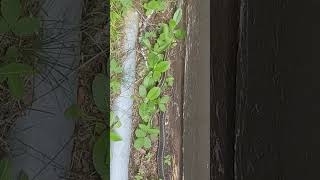 Snakes under a Cabin