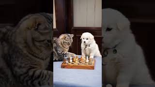 Does your cat play like this? The way they play chess is so cute. DOU Assistant. Popular on DOU.