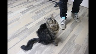 Estevan Humane Society's Pet of the Month: Pearl