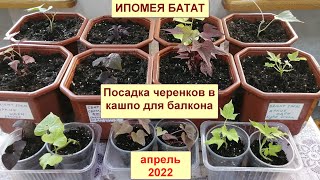 Ипомея батат. Посадка укорененных черенков в кашпо для балкона. 8 сортов декоративной ипомеи батат.