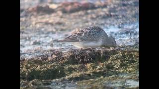 Tuvsnäppa/ Pectoral Sandpiper