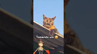 #trendingshorts #trend #gatos #memes #vaiprafycaramba #dormir #cachorro #viralvideo #trend