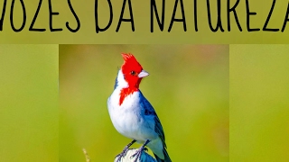 Transmissão ao vivo de Vozes da natureza