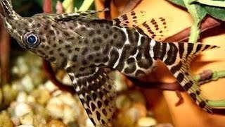 Синодонтис-перевертыш (Synodontis nigriventris)