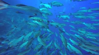 Large School of Fish in the Red Sea