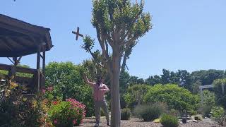 Throwing a boomerang around a tree