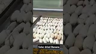 Solar dried Banana #banana #solardriedbanana #solardryer #fruit