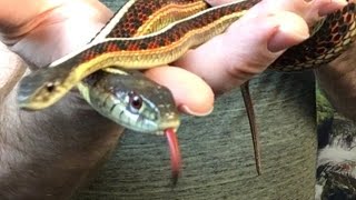 Red-Sided Garter Snake Waiting List is Filling Up