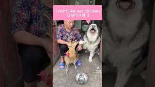 Doggy says Do not kill the chicken. I don't want to eat it!