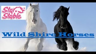 {♥}Star Stable Online{♥)~ Wild Shire Horses