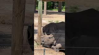 White rhinos are the second-largest land mammals, weighing up to 5,000 pounds (2,268 kg).