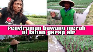 lahan gerap(air mudah habis)bawang merah hidup subur,dengan sistem lep + siram tipis tipis