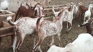 decent Goad farming in Pakistan