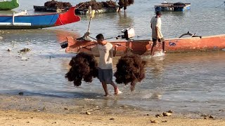 WAKTUNYA PANEN RUMPUT LAUT DI PANTAI EBUAQ